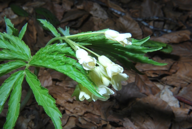 Cardamine kitaibelii / Dentaria di Kitaibel